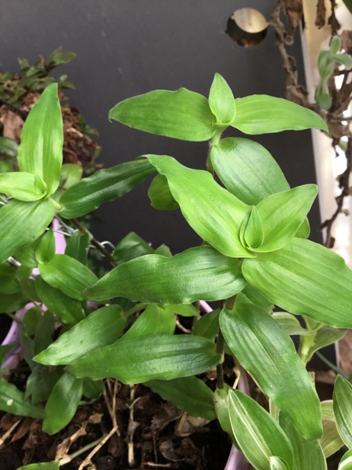 Каллизия душистая золотой ус