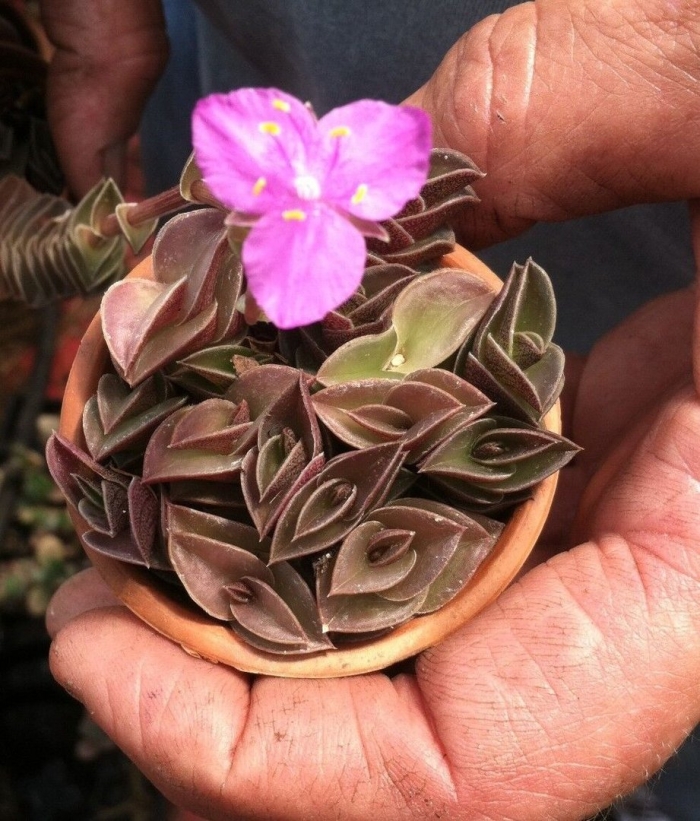 Традесканция navicularis