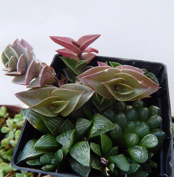 Хавортия ладьевидная