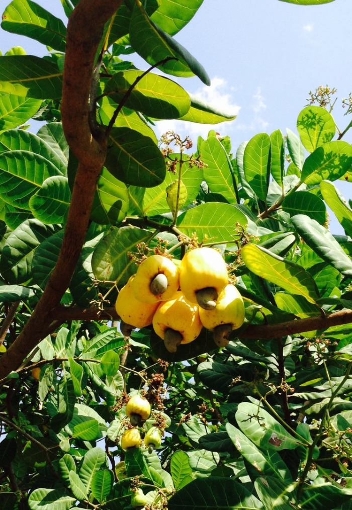 Дерево кешью