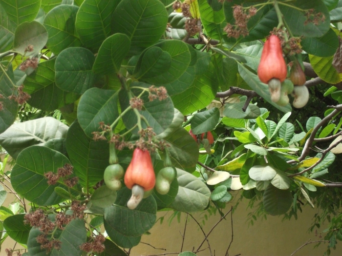 Anacardium occidentale