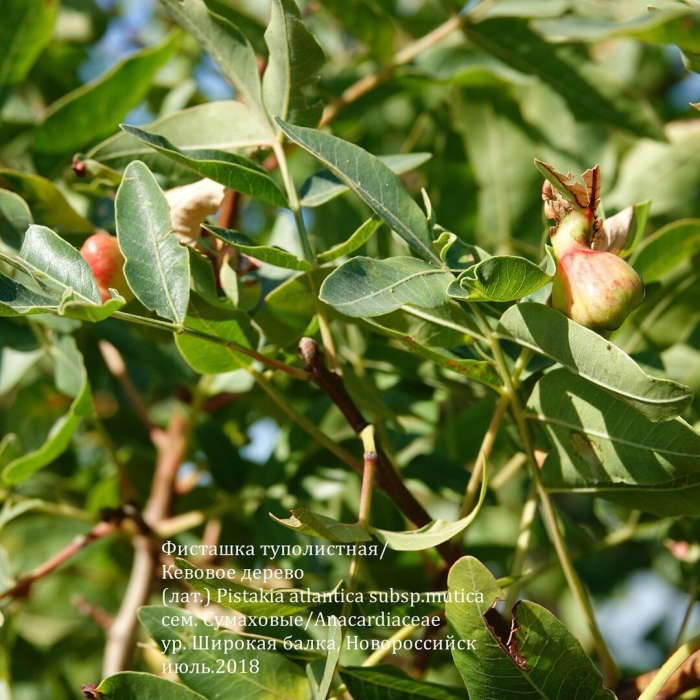 Фисташка туполистная крым