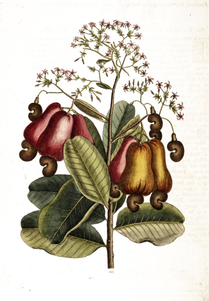 Ботаническая иллюстрация