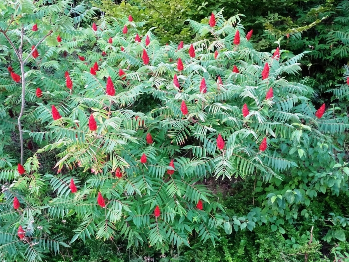 Сумах пушистый оленерогий уксусное дерево