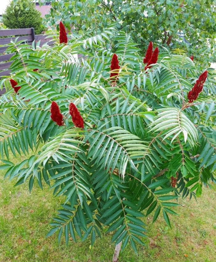 Сумах оленерогий уксусное дерево