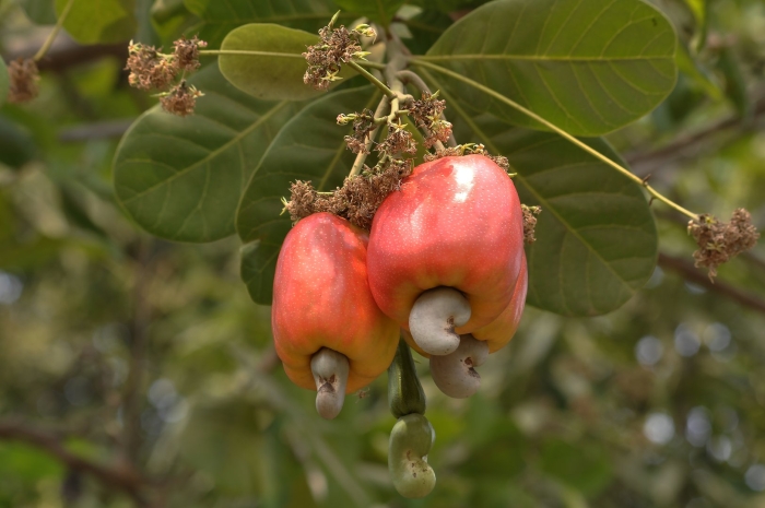 Анакардия кешью