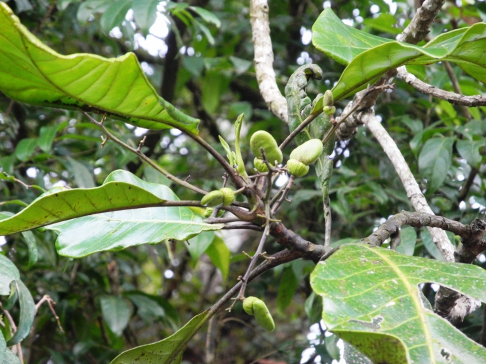 Semecarpus anacardium