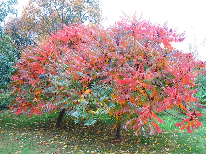 Сумах оленерогий rhus typhina