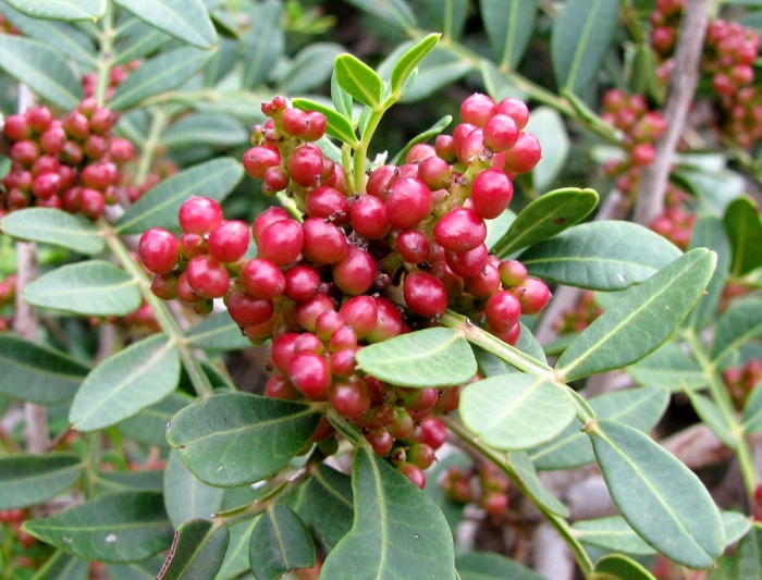 Pistacia lentiscus
