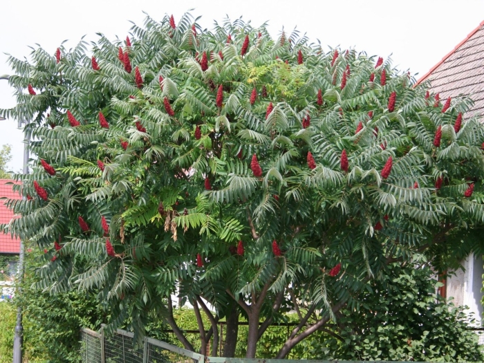 Сумах пушистый оленерогий уксусное дерево