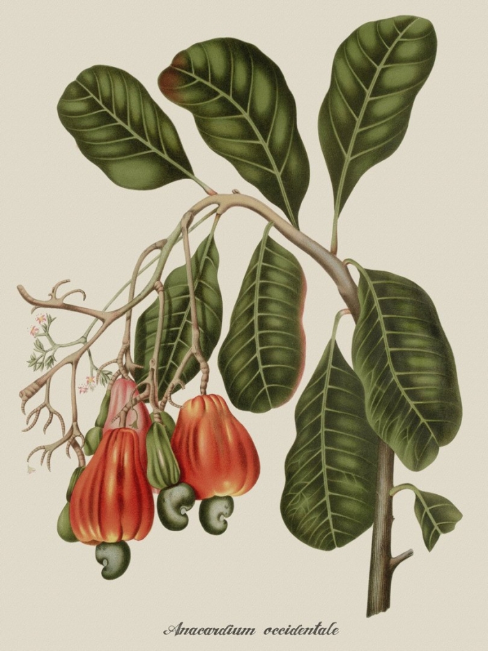 Анакардиум ориентале