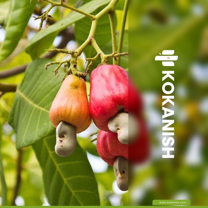 Фрукт кешью