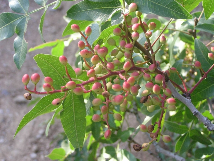 Pistacia terebinthus