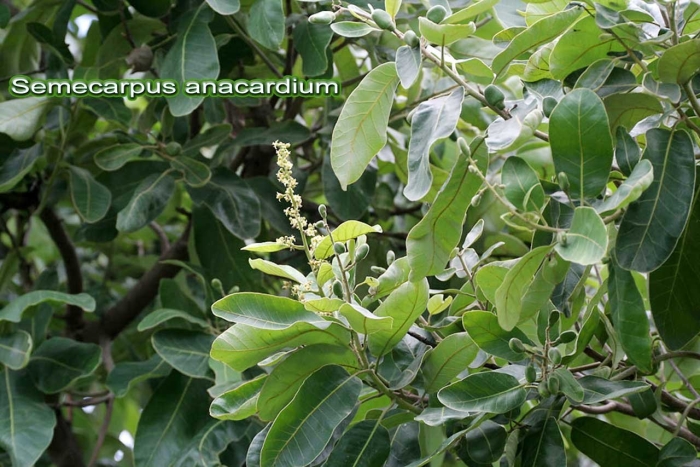 Anacardium excelsum