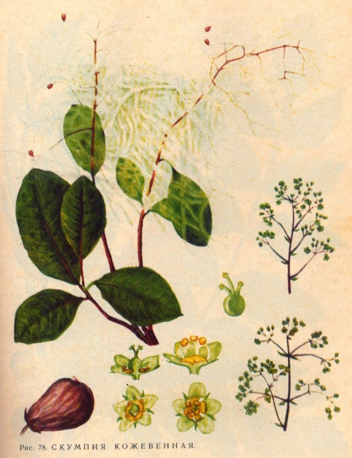 Скумпия кожевенная гербарий