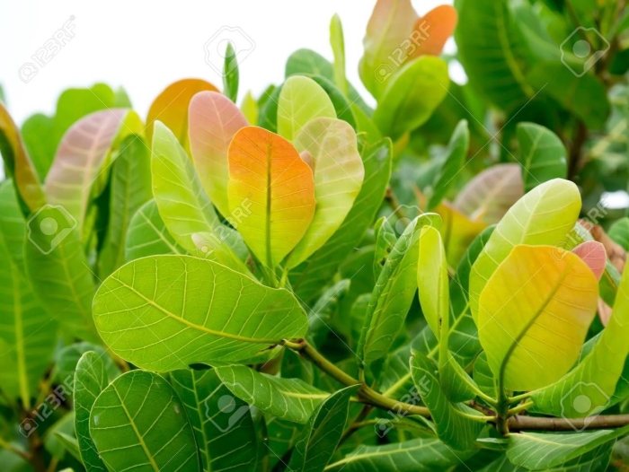 Anacardium occidentale