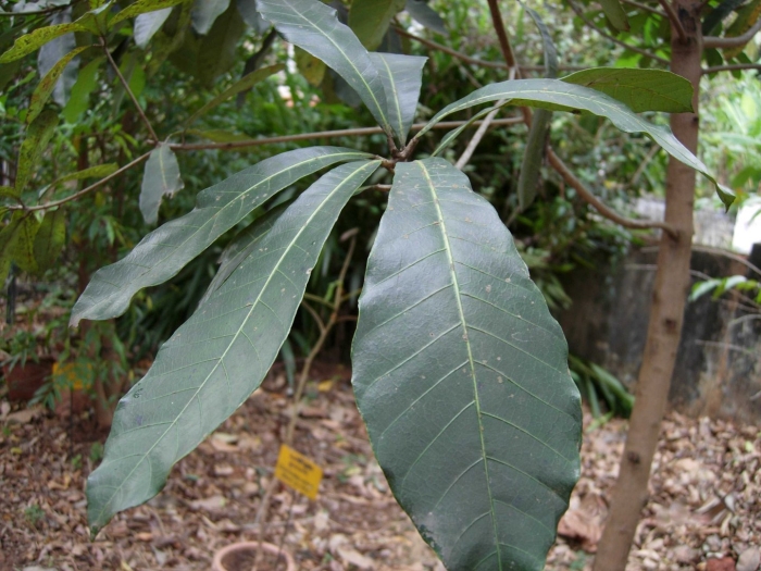 Semecarpus anacardium