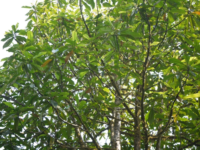 Semecarpus kathalekanensis