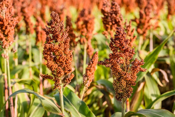 Сорго суданковый гибрид