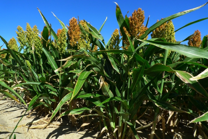 Сорго черное сафари