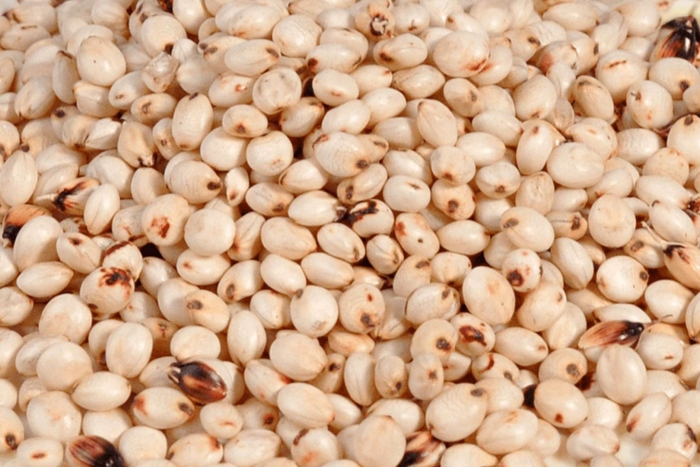 Белое сорго