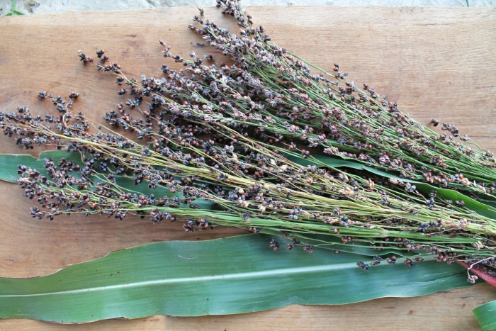 Карликовое сорго сэма мойера