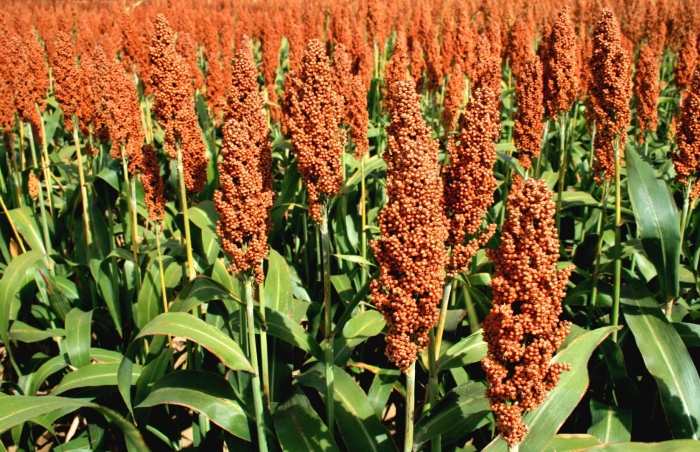 Кафрское сорго