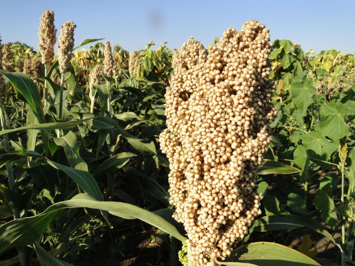 Сорго крупа