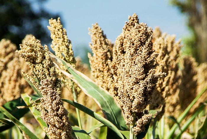 Sorghum sudanense