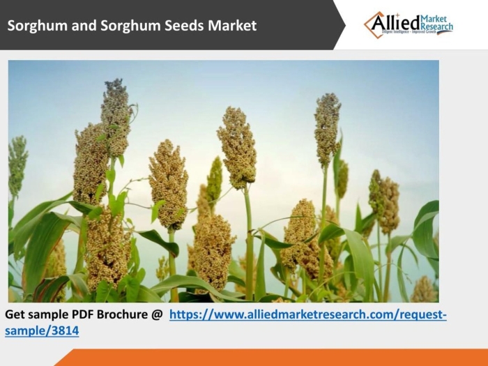 Хлебное сорго