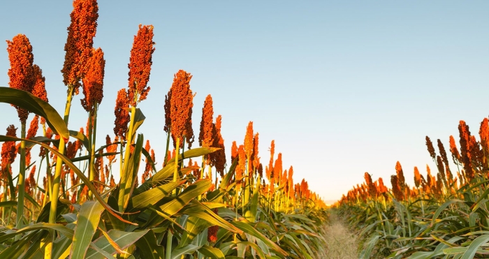 Сорго колос