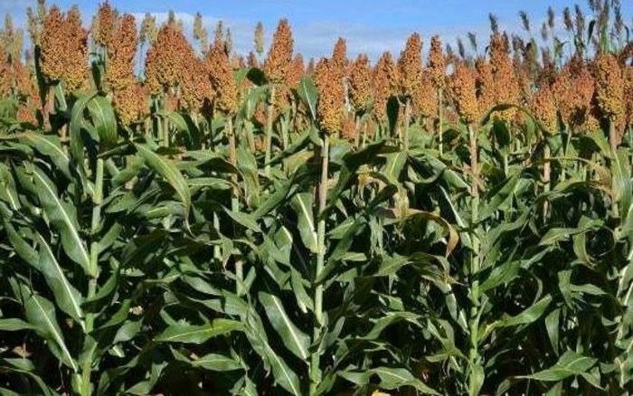 Сорго джугара