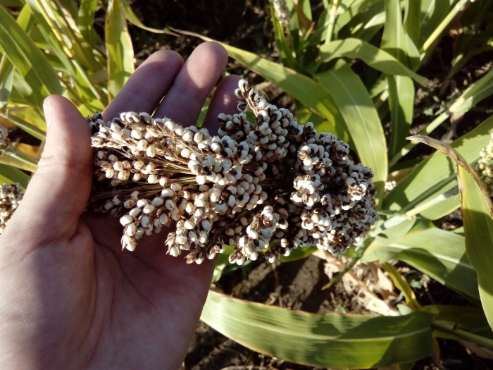 Сорго бианка