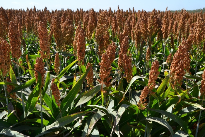 Гаолян сорго