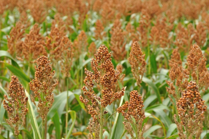 Сорго двуцветное