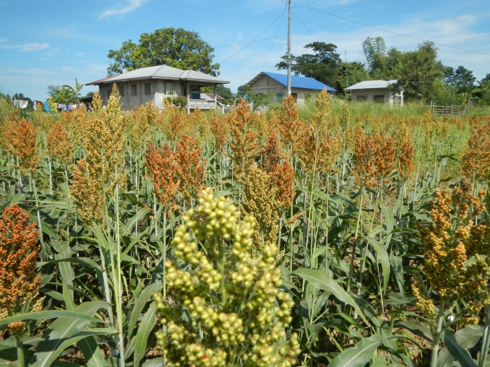 Сорго суданский гибрид