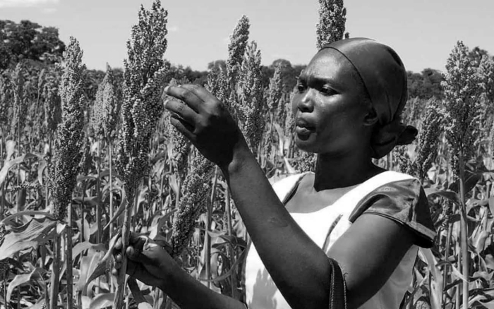 Сорго африканское