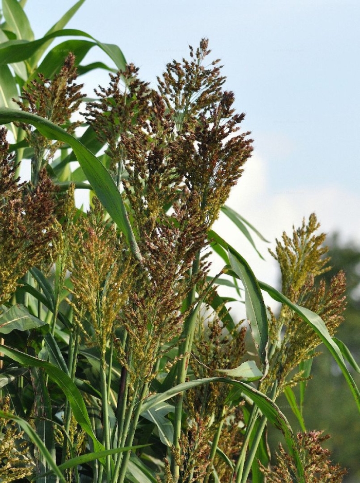 Sorghum bicolor