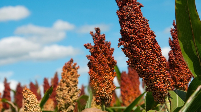 Кафрское сорго