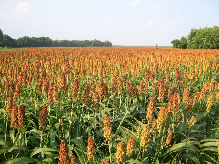 Сорго суданковый гибрид