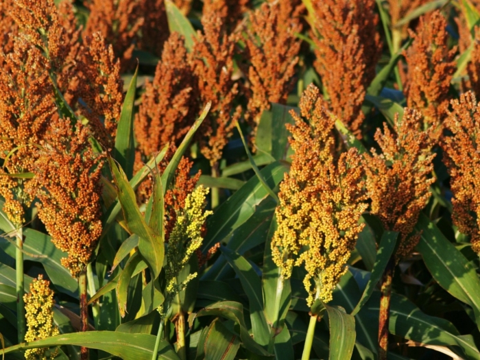 Растение сорго