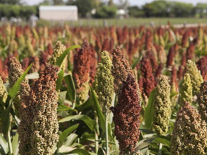 Сорго суданковый гибрид