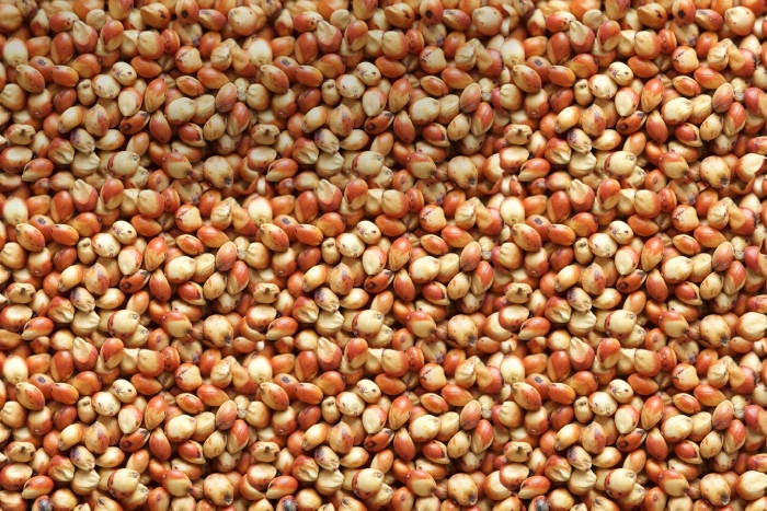 Сорго зерновое семена