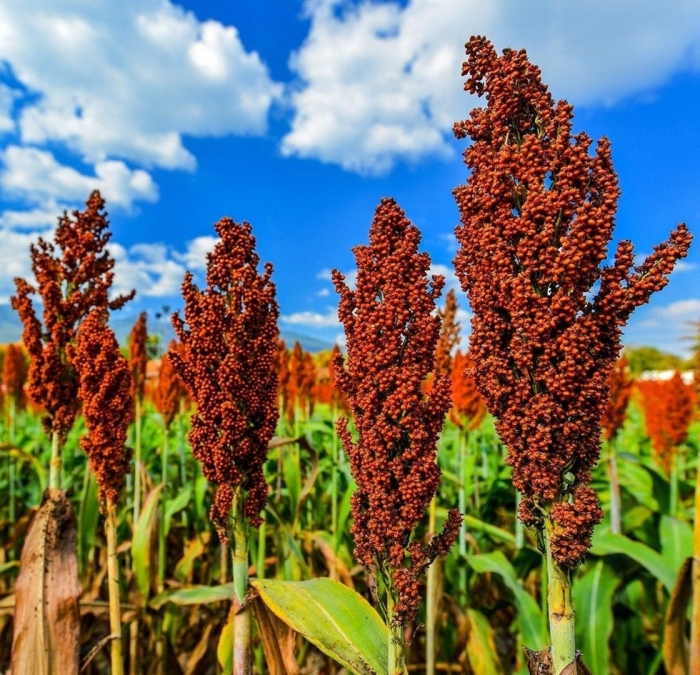 Сорго зерновое