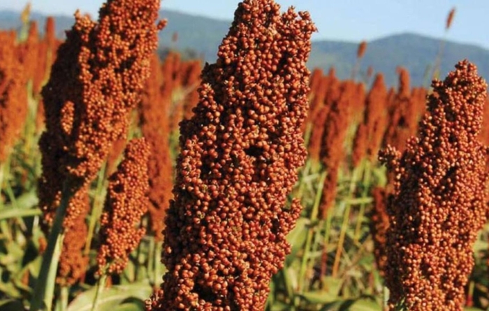 Сорго красное
