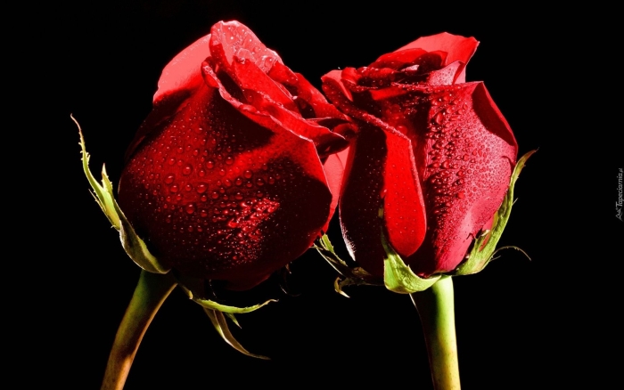 Красная роза