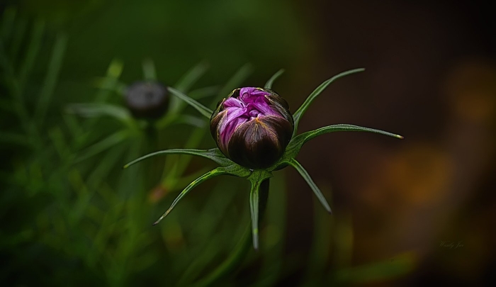 Распустившийся бутон