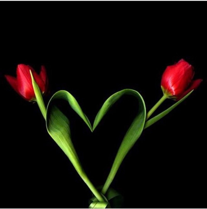 Тюльпан красный