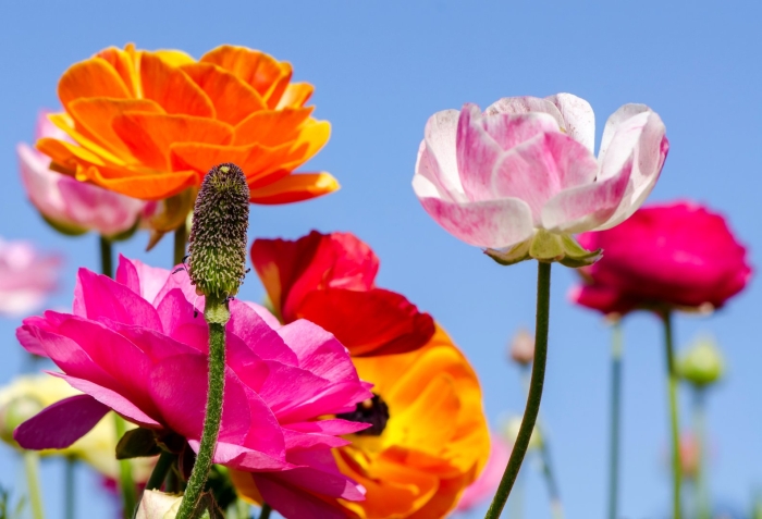 Крупные цветы