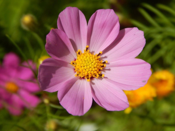 Космея оранжевая махровая